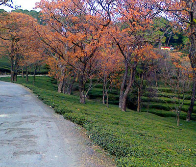 Tea Gardens